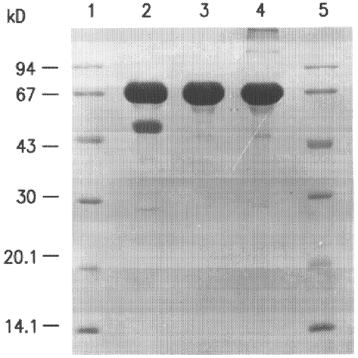 Process for the purification of serum albumin