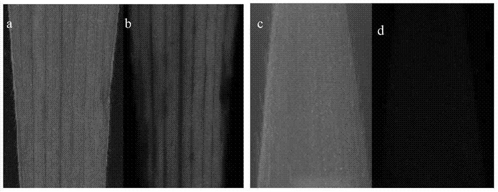 Efficient transgenic method for maize skeleton inbred lines