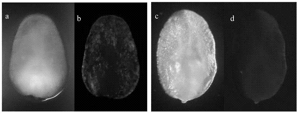 Efficient transgenic method for maize skeleton inbred lines