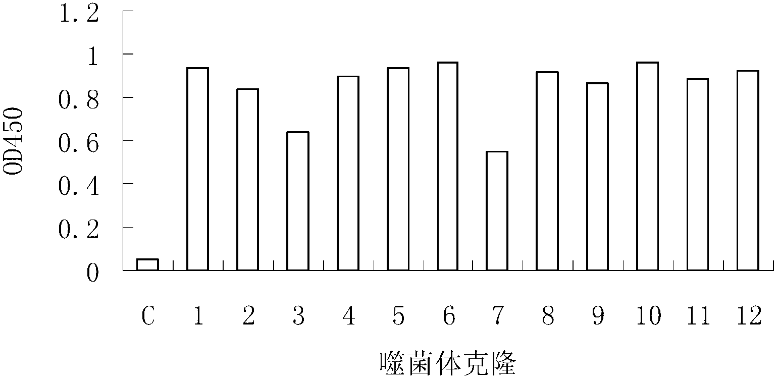 Epitope of systemic lupus erythematosus and application thereof