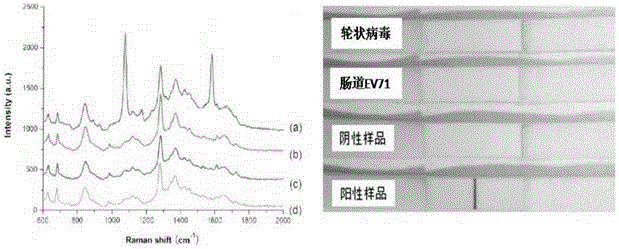 Immunochromatographic detection method of Norovirus Raman microprobe labeling