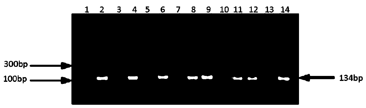 RCA method for detecting human parvovirus B19