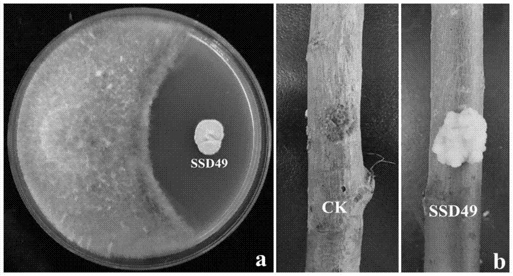 A Strain of Streptomyces and Its Application