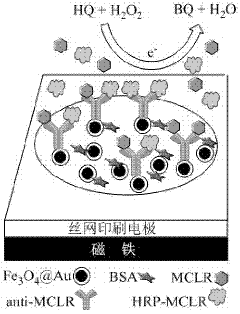 Preparation and detection methods of screen-printed electrode immunosensor for rapidly detecting microcystin