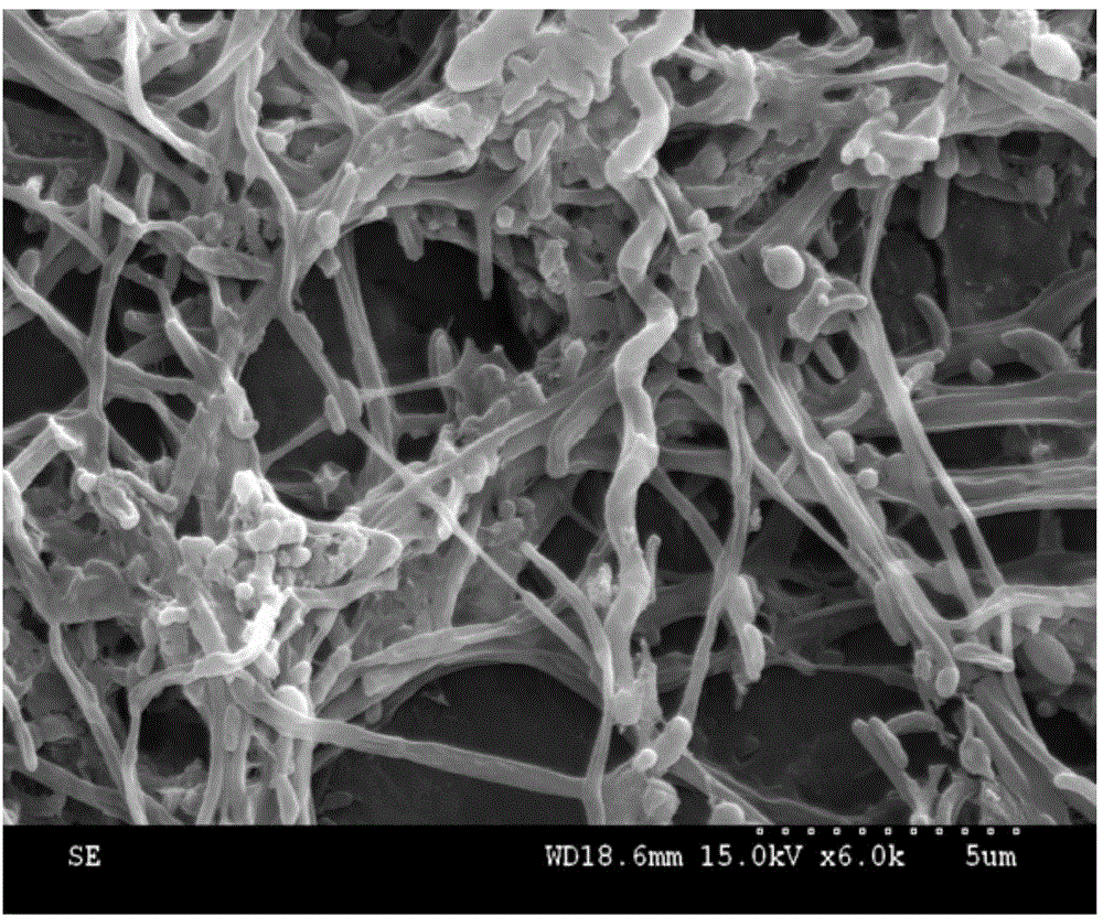 Method for fast starting H. hydrossis dominant filamentous fungus sludge slight expansion under condition of low C/N ratio domestic sewage