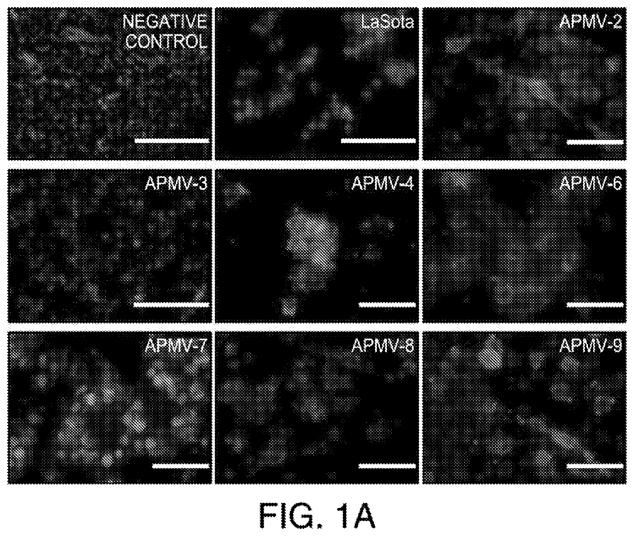 Apmv and uses thereof for the treatment of cancer