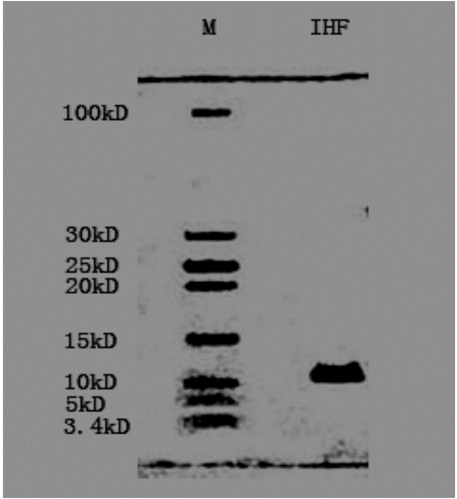 Method for improving PCR amplification sensitivity by using integrated host factor