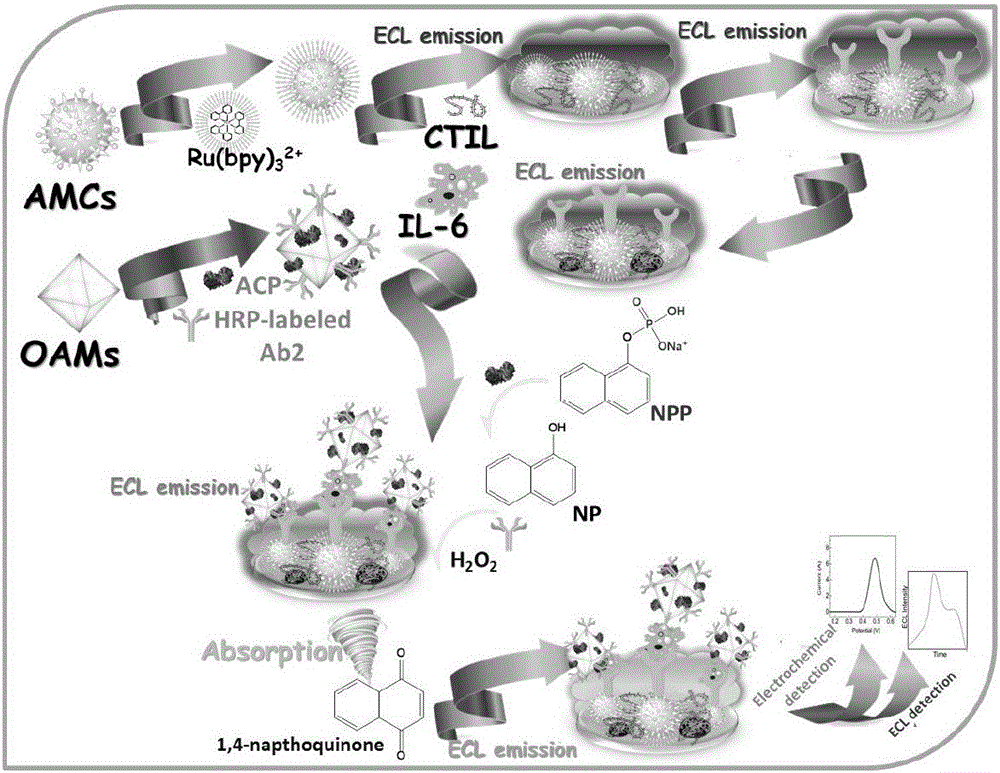 Preparing method and application of dual-response sandwich-type immunosensor based on TiO2 mesomorphic nanomerter material