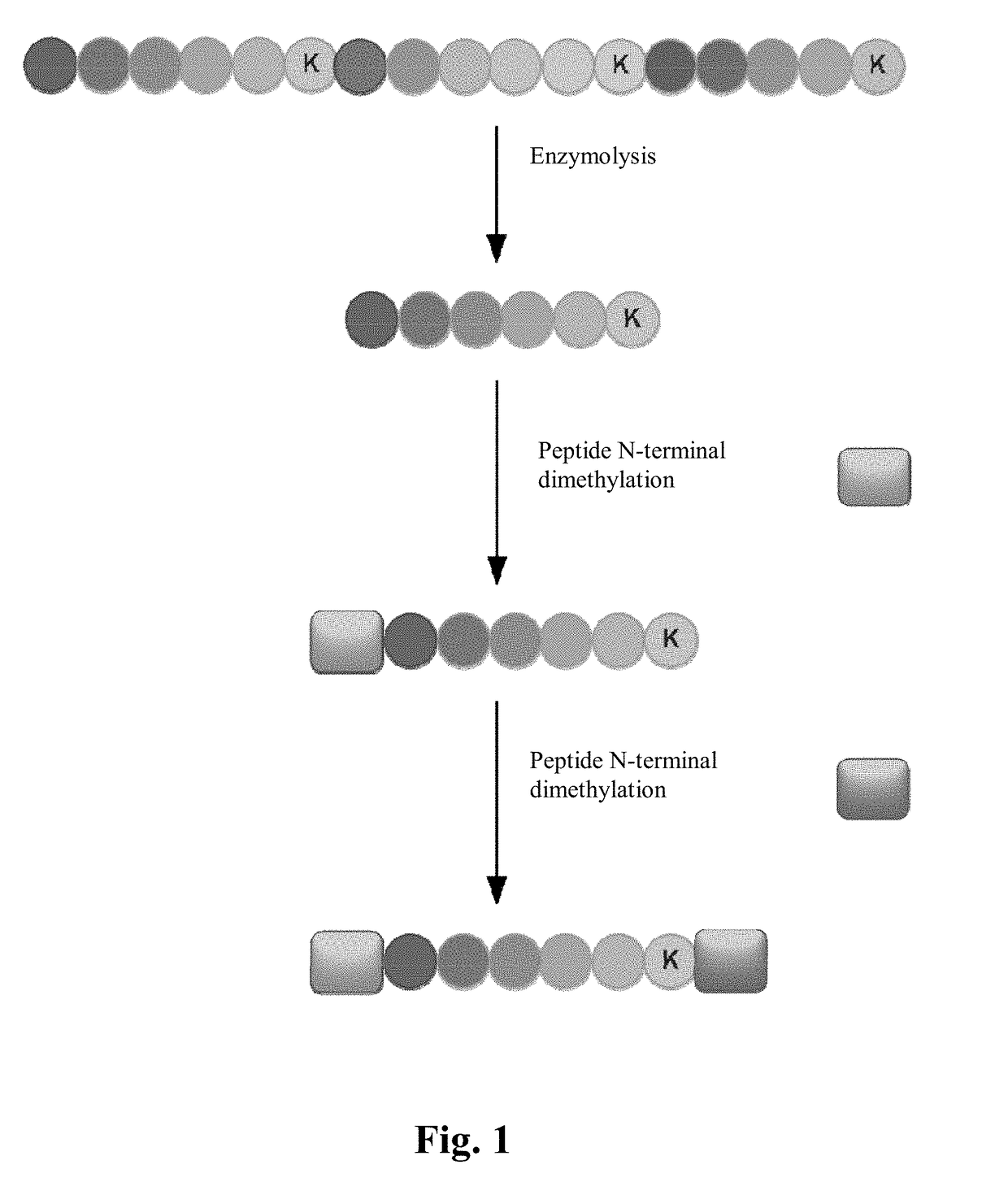 Multiplex proteome quantification method based on isobaric dimethyl labeling