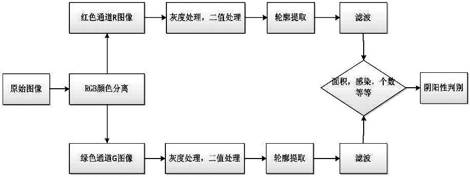 Distinguishing Method of Fluorescence Microscopy Image Result