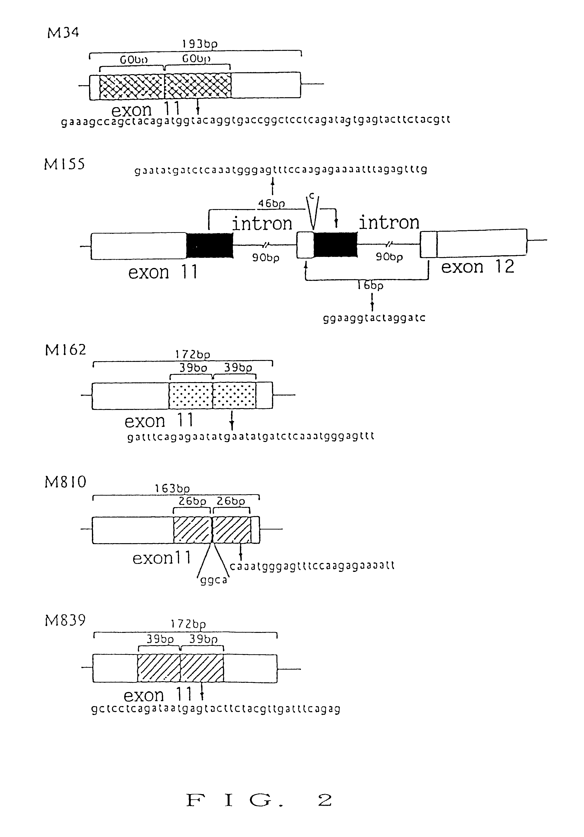 Nucleic acid encoding receptor type protein kinase