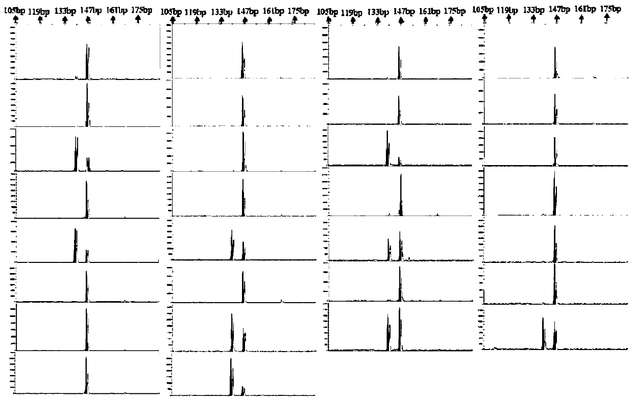 A kind of microsatellite marker primer and method for identifying the inbred family of the white shrimp