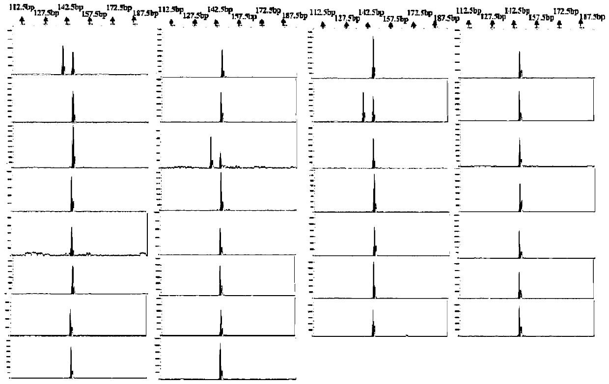 A kind of microsatellite marker primer and method for identifying the inbred family of the white shrimp