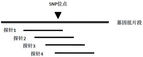 Method utilizing liquid phase capture to carry out gene typing of large yellow croaker genome