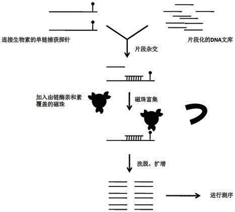 Method utilizing liquid phase capture to carry out gene typing of large yellow croaker genome