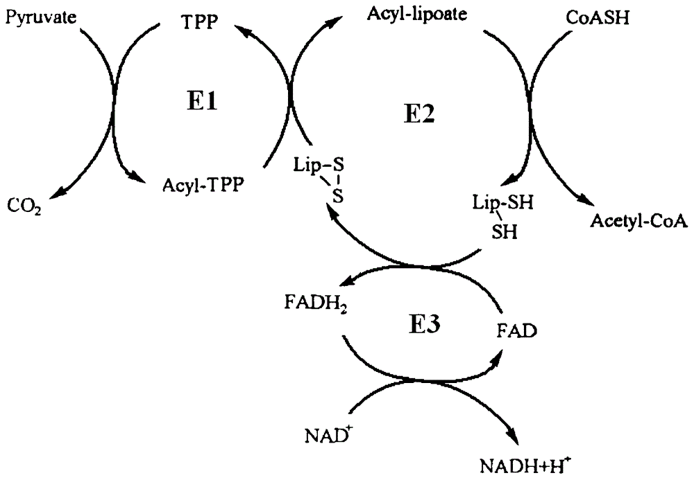 Detection method and reagent of enzyme activity of pyruvate dehydrogenase complex