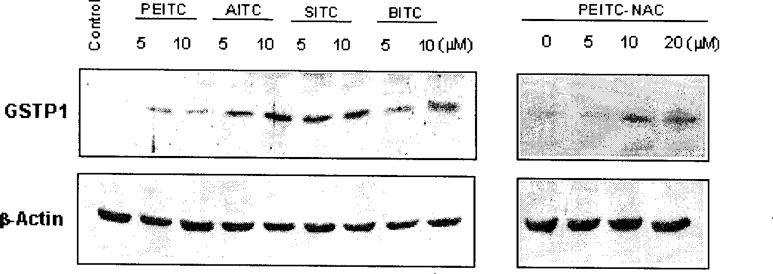 Application of compounds in isorhodanic ester classes for treating diseases of prostate and skin cancer