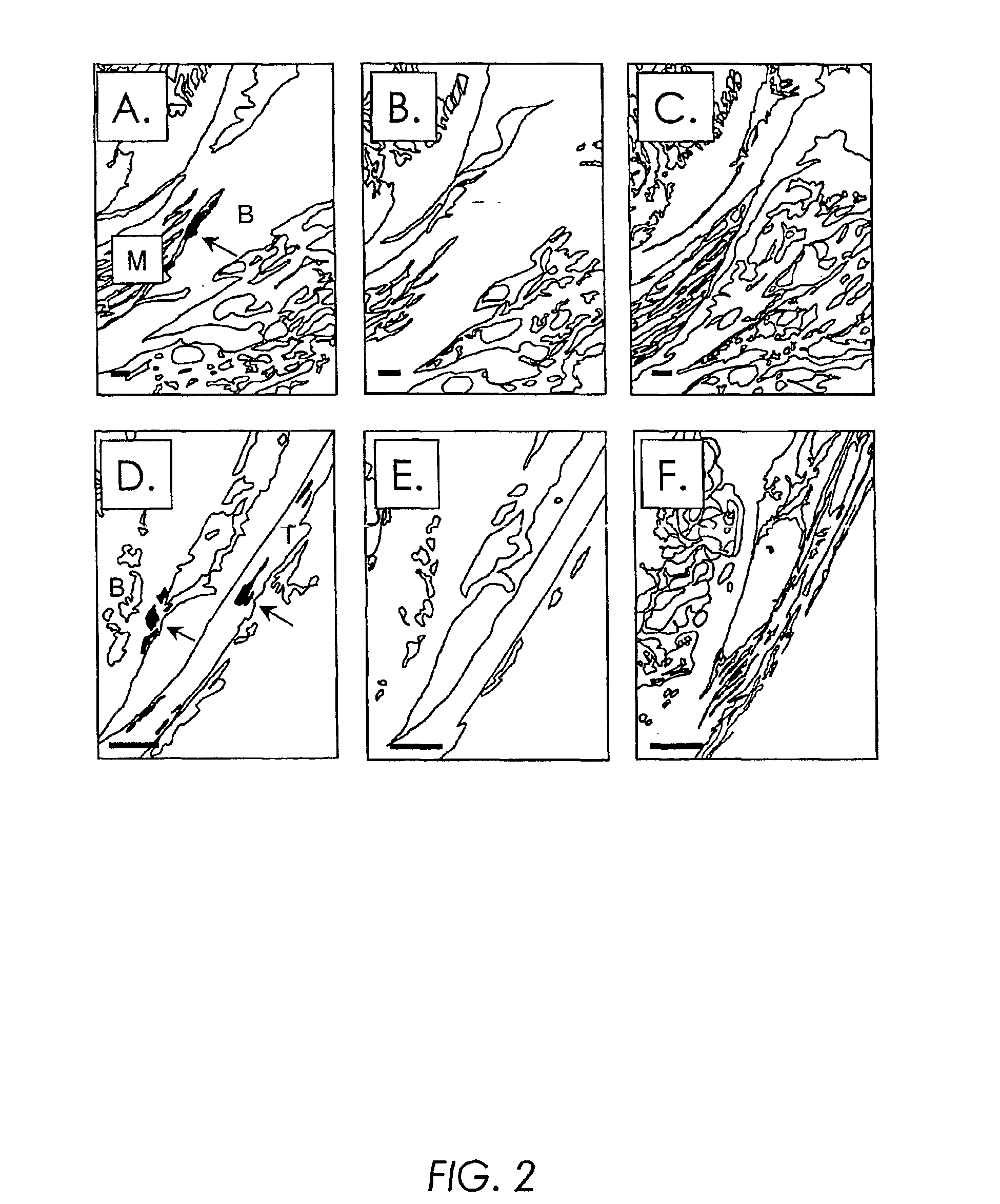 Vectors derived from South African Arbovirus No. 86