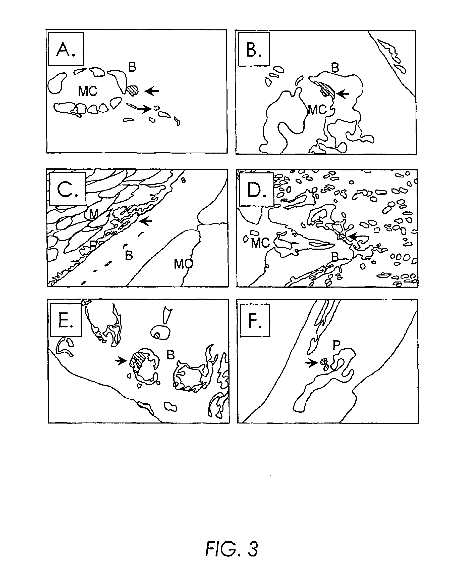 Vectors derived from South African Arbovirus No. 86