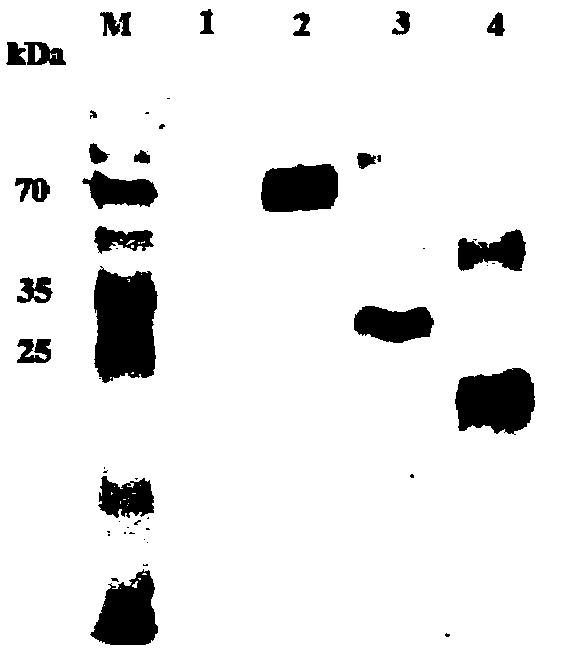 Hog cholera virus truncated E2 protein and application of same