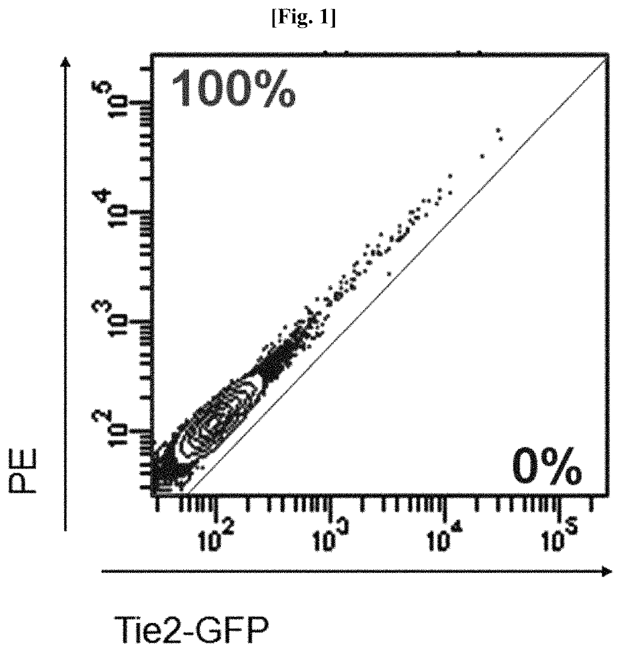 Method for preparing of endothelial cells by transformation (transdifferentiation) of adult fibroblast, and use thereof