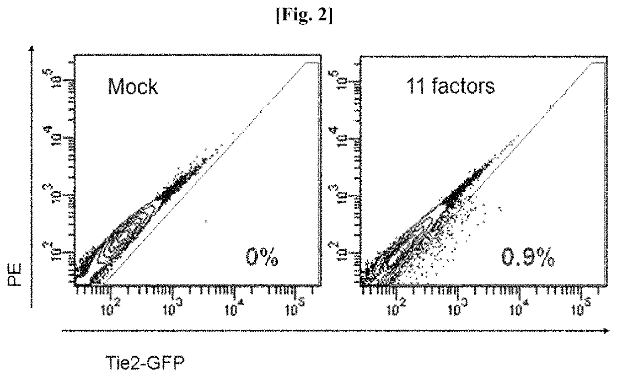 Method for preparing of endothelial cells by transformation (transdifferentiation) of adult fibroblast, and use thereof