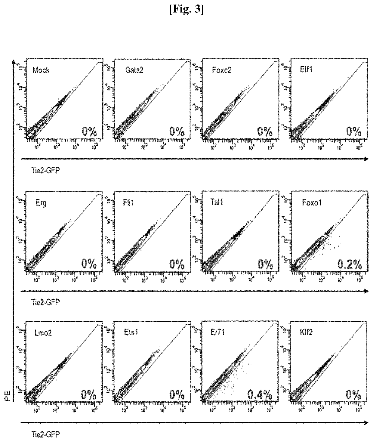 Method for preparing of endothelial cells by transformation (transdifferentiation) of adult fibroblast, and use thereof