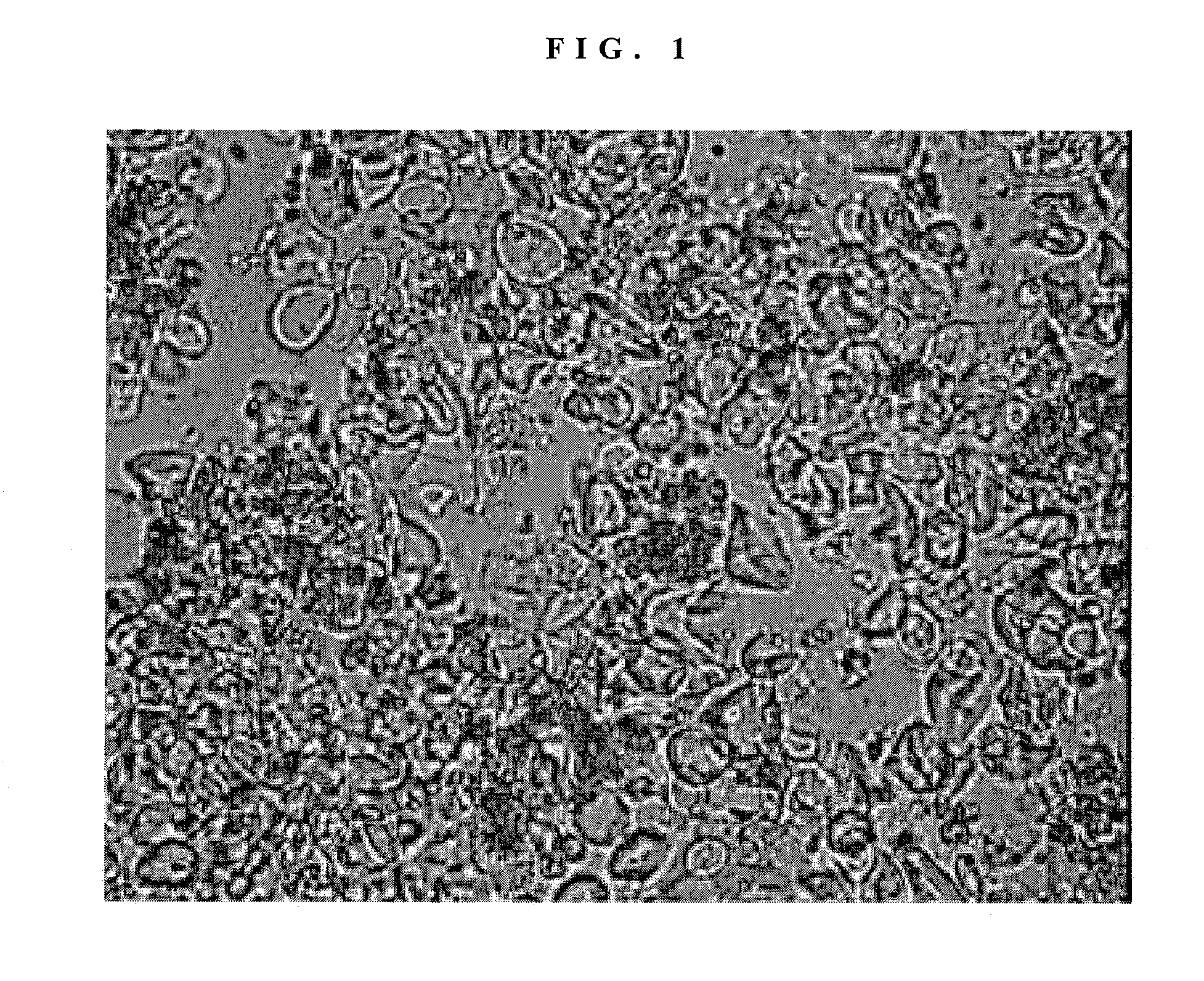 Method for Preparing a Low Viscosity Whole Grain Flour Slurry Via Mechanical Treatment