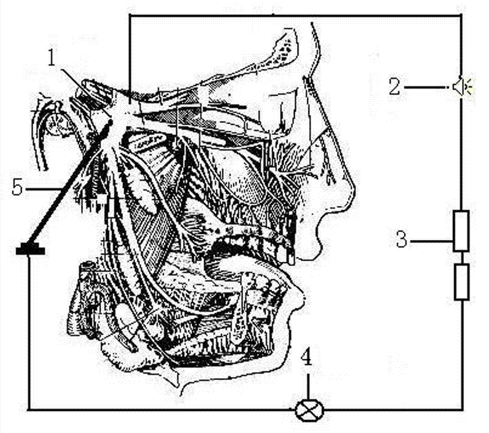 Fabrication method and puncture method of puncture specimen