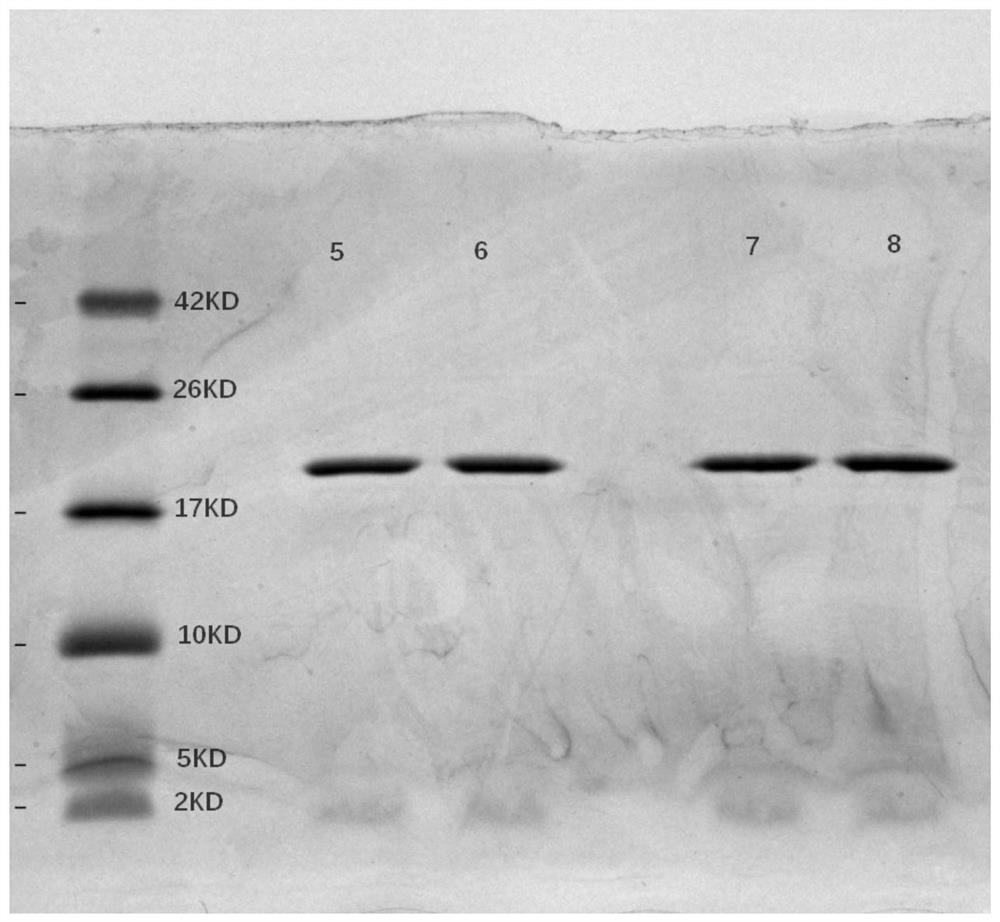 A kind of interleukin 29 mutant protein preparation