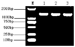 Rapid separation and identification kit for streptococcus agalactiae and application for same