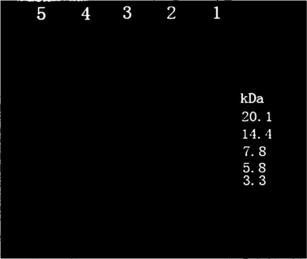 Multifunctional antibacterial polypeptide modified nano-silver compound and preparation method thereof