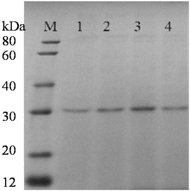 Acid-resistant zearalenone detoxifying enzyme and encoding gene thereof, and application of enzyme and gene