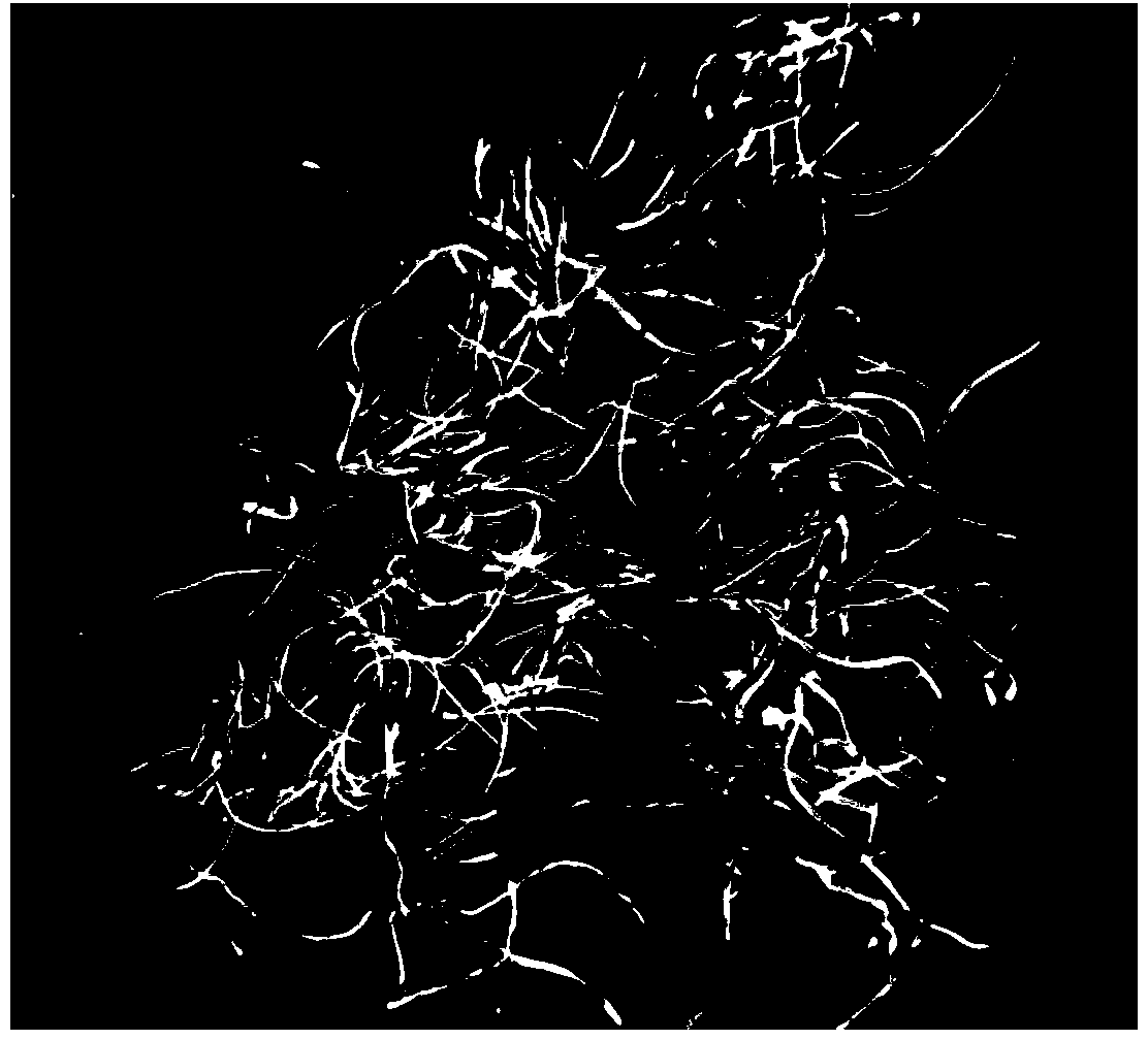 Method for treating lead-containing wastewater by using corn stigma as biomass adsorbent