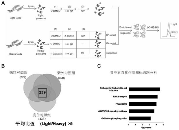 A kind of baicalein activity probe and its synthesis method and application