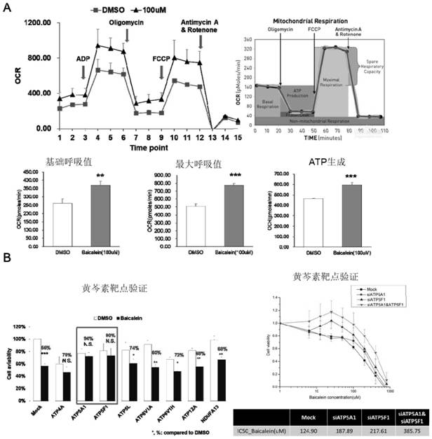 A kind of baicalein activity probe and its synthesis method and application