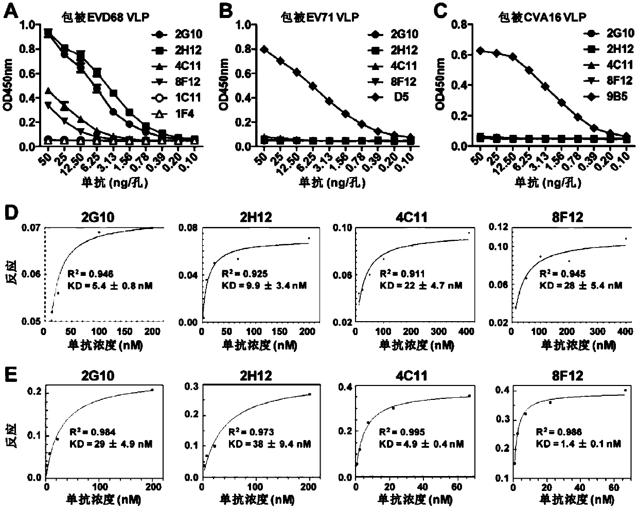 Neutralizing monoclonal antibody capable of resisting enterovirus D68 in broad-spectrum way