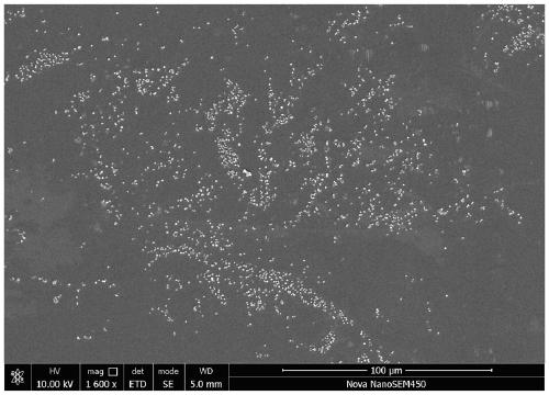 Long-term anti-freezing antibacterial coating for extracorporeal membrane oxygenation (ECMO) device and preparation method of long-term anti-freezing antibacterial coating