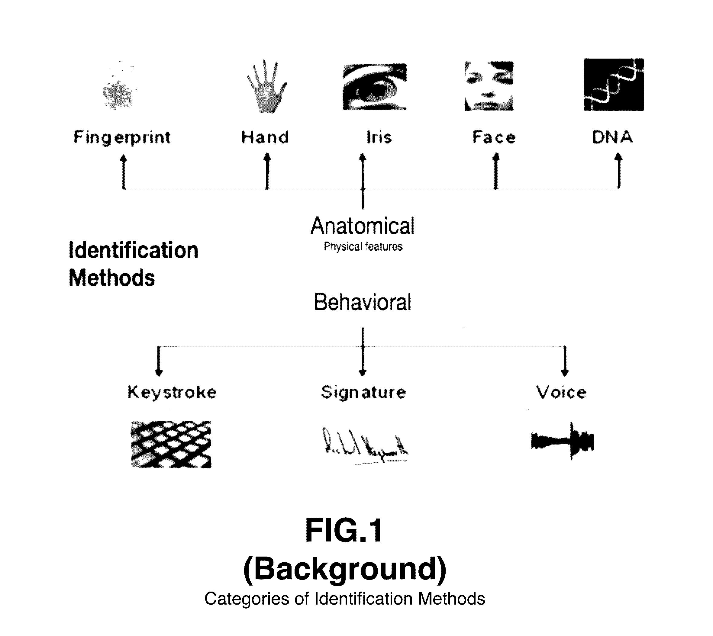 Local user authentication with neuro and neuro-mechanical fingerprints