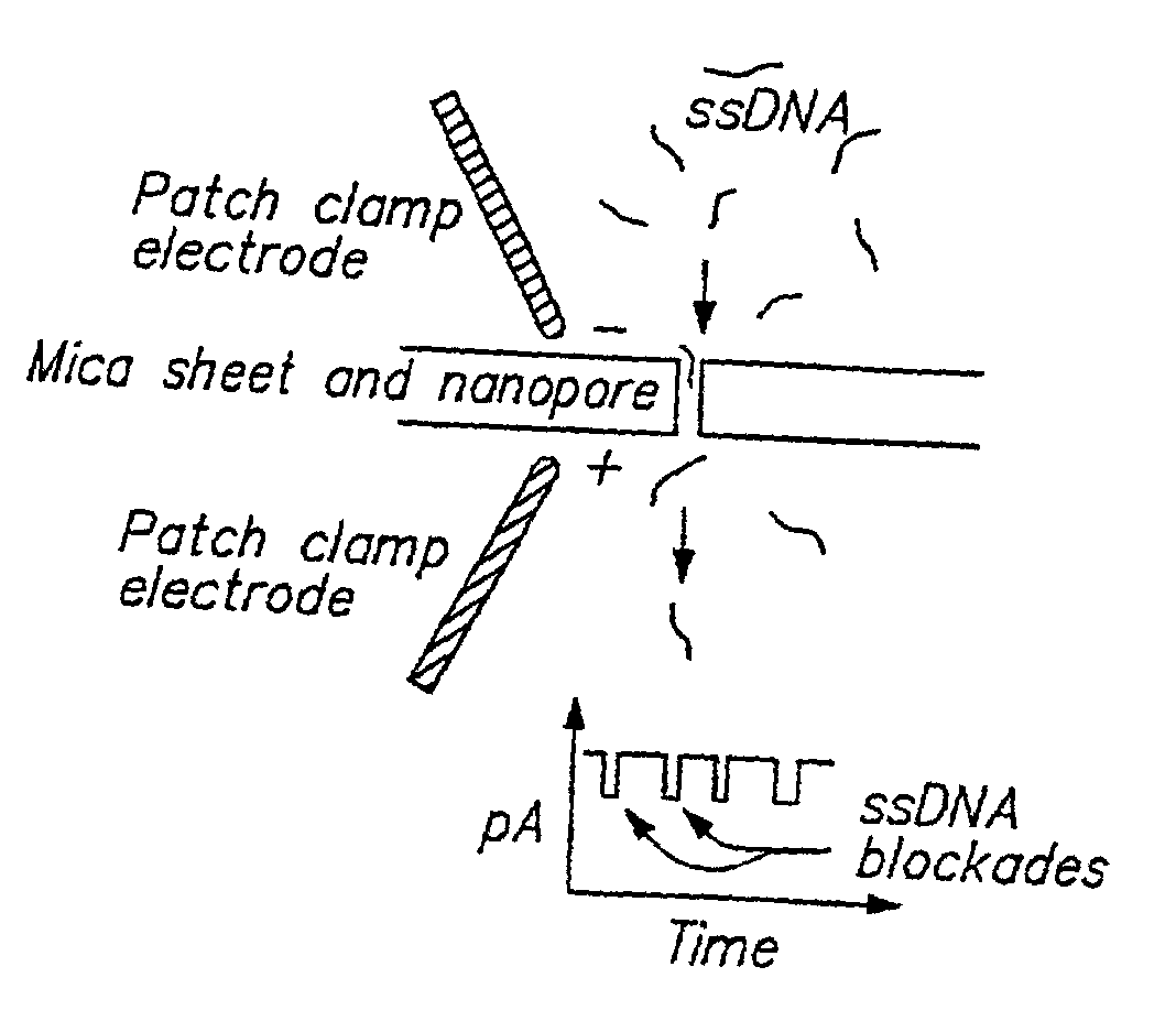 Methods of determining the presence of double stranded nucleic acids in a sample