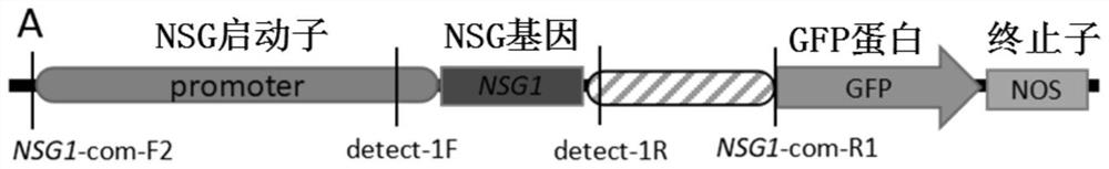 Application of the rice glume sustained growth gene promoter nsgp