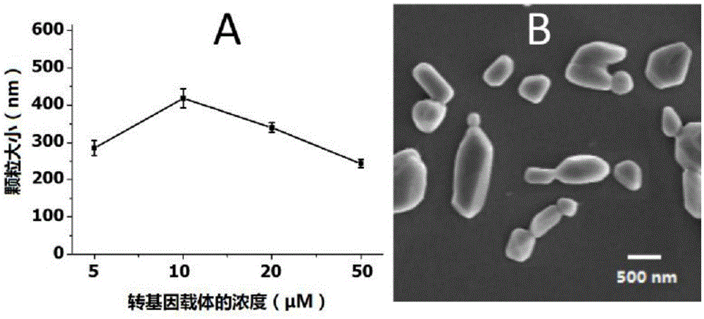 [12] aneN3 cationic lipid containing targeted group and fluorescent group, transgenic vector, and preparation methods of cationic lipid and transgenic vector