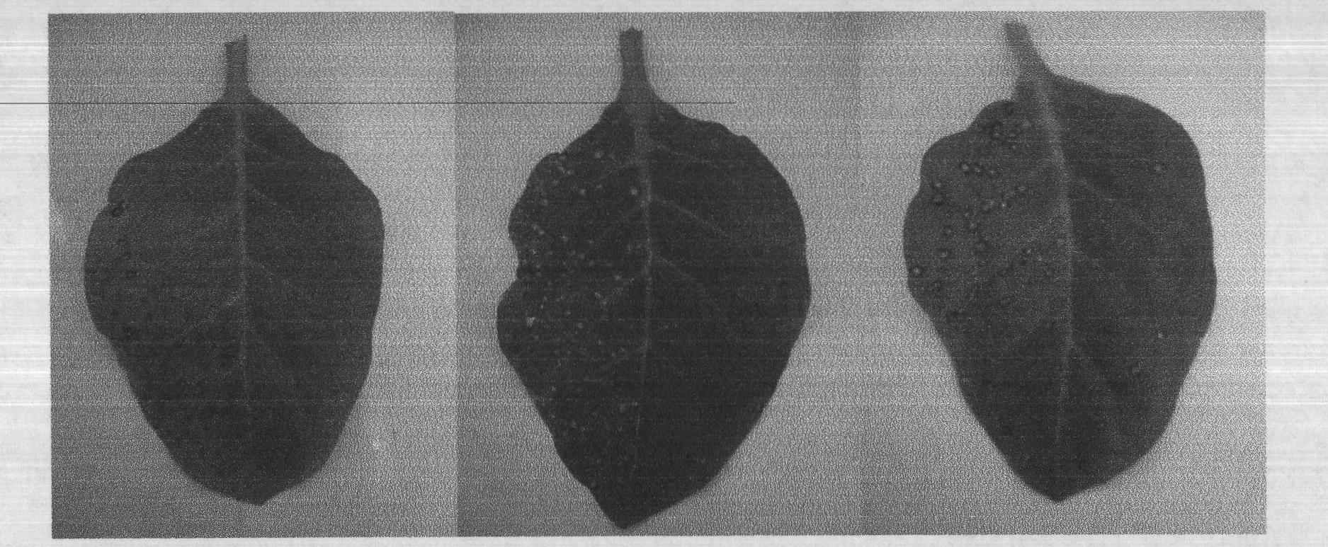 Pseudomonas putida strain for bio-control of Tobacco mosaic virus