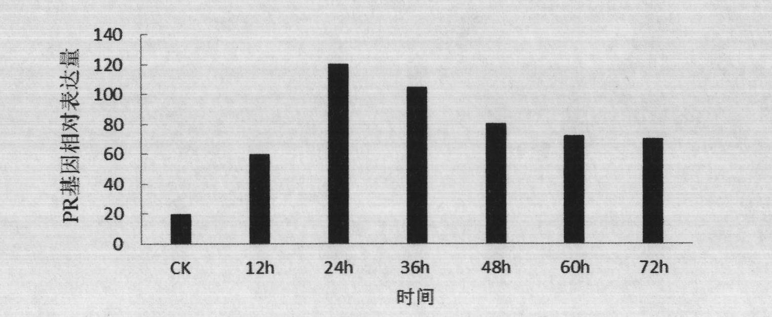 Pseudomonas putida strain for bio-control of Tobacco mosaic virus