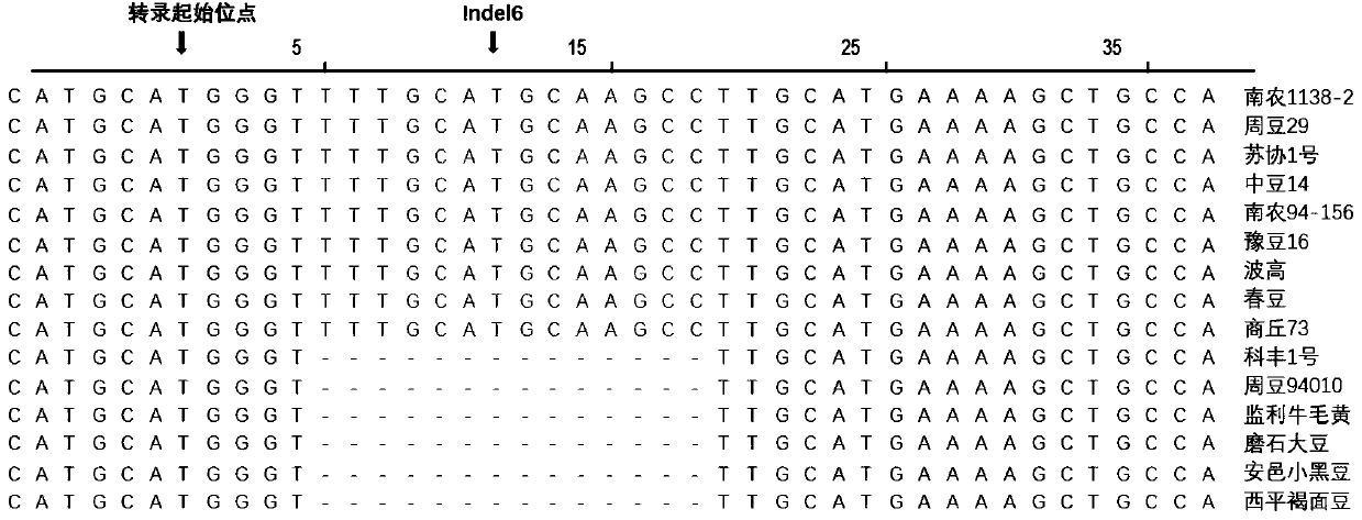 A kind of molecular marker indel6 related to oil content and its application