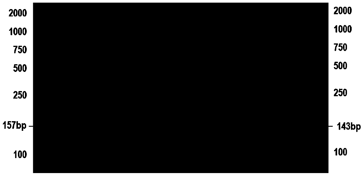 A kind of molecular marker indel6 related to oil content and its application