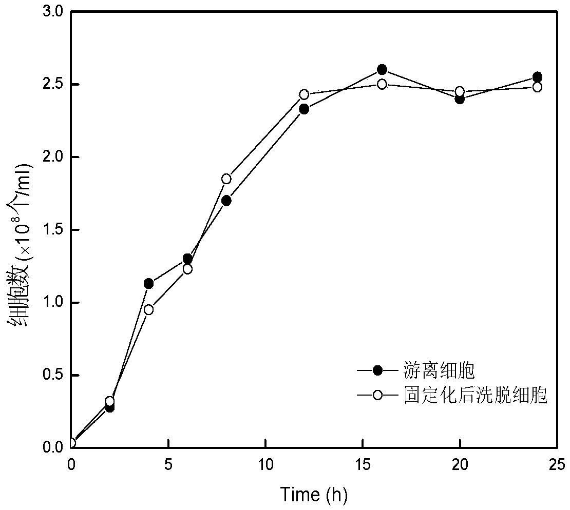 Method for rapidly immobilizing cells through magnetic fixed bed