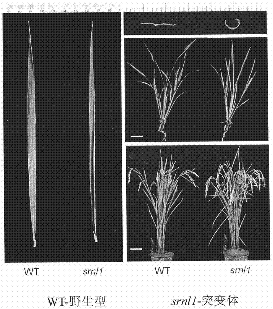 Leaf-shaped control gene SRNL1 of rice and application thereof