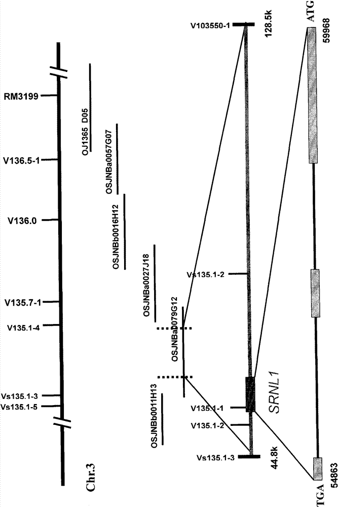 Leaf-shaped control gene SRNL1 of rice and application thereof