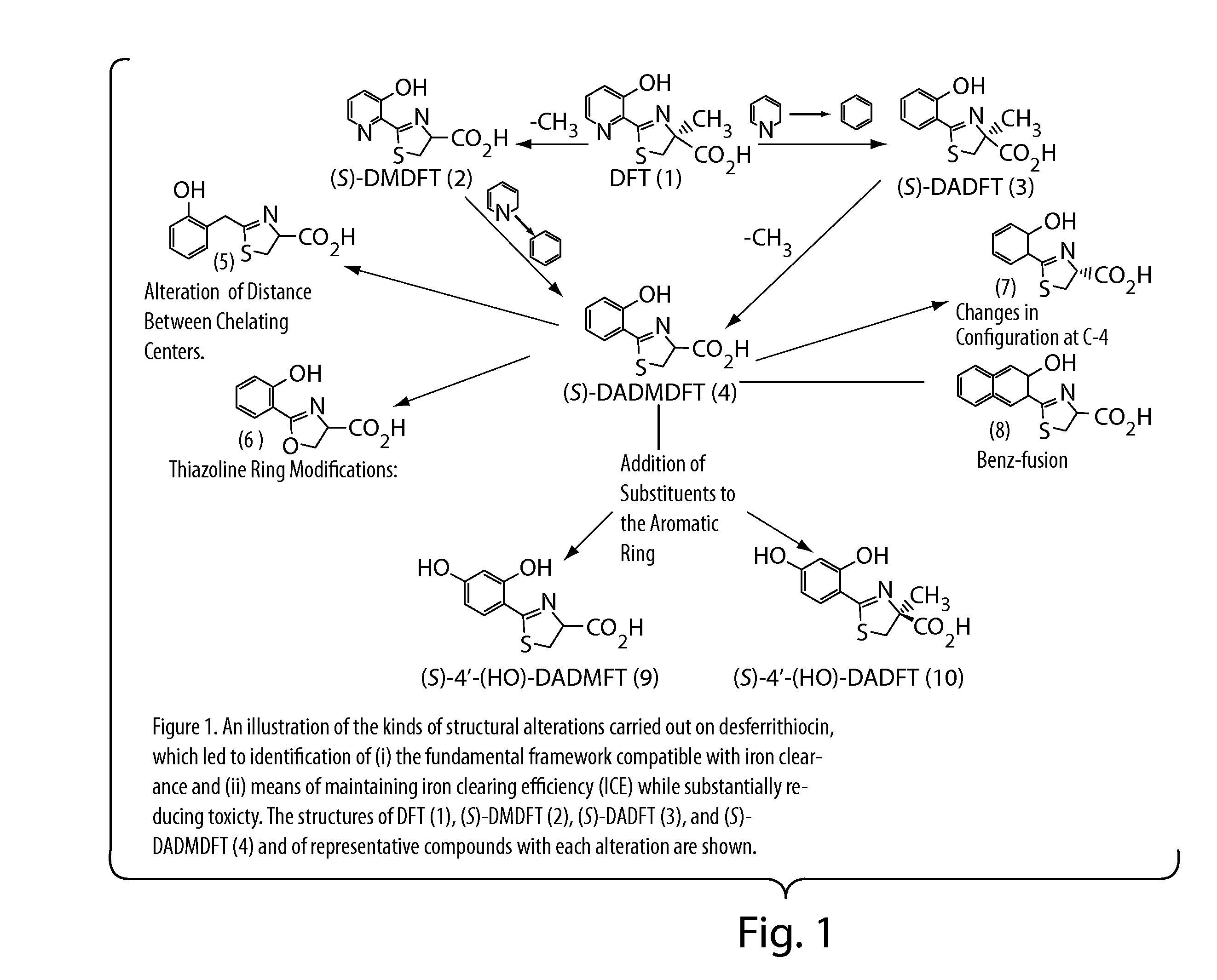 Desferrithiocin analogue actinide decorporation agents